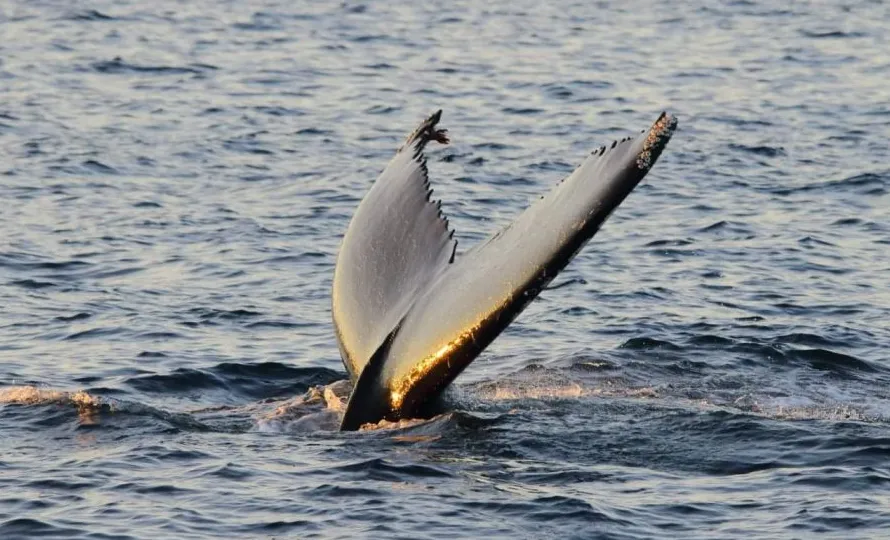Crucero todo incluido ballenas y aves marinas